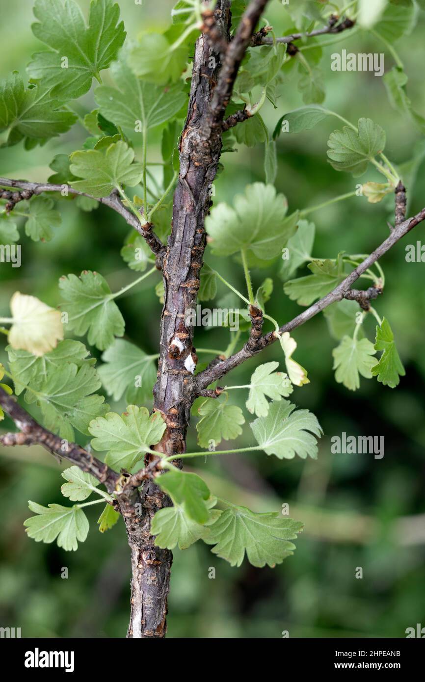 Macrofotografia di Diaspididae insetti che succhiano pianta. Insetto di scala corazzato a piante infestate. Foto Stock
