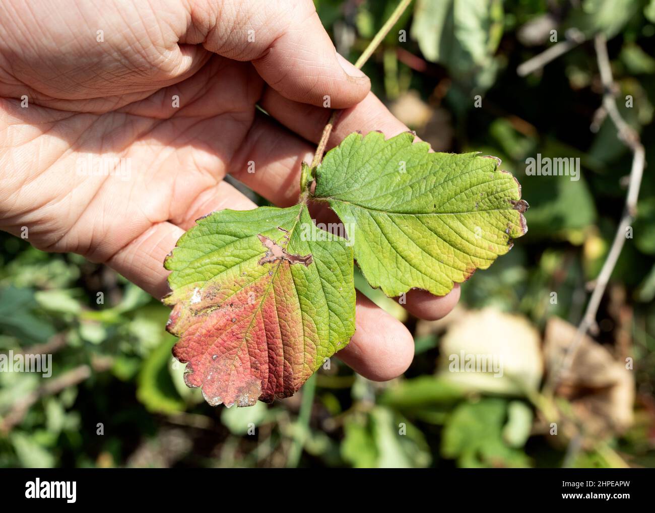 batteri bruciano foglie su cespugli. malattia fungina di piante di frutta da giardino Foto Stock