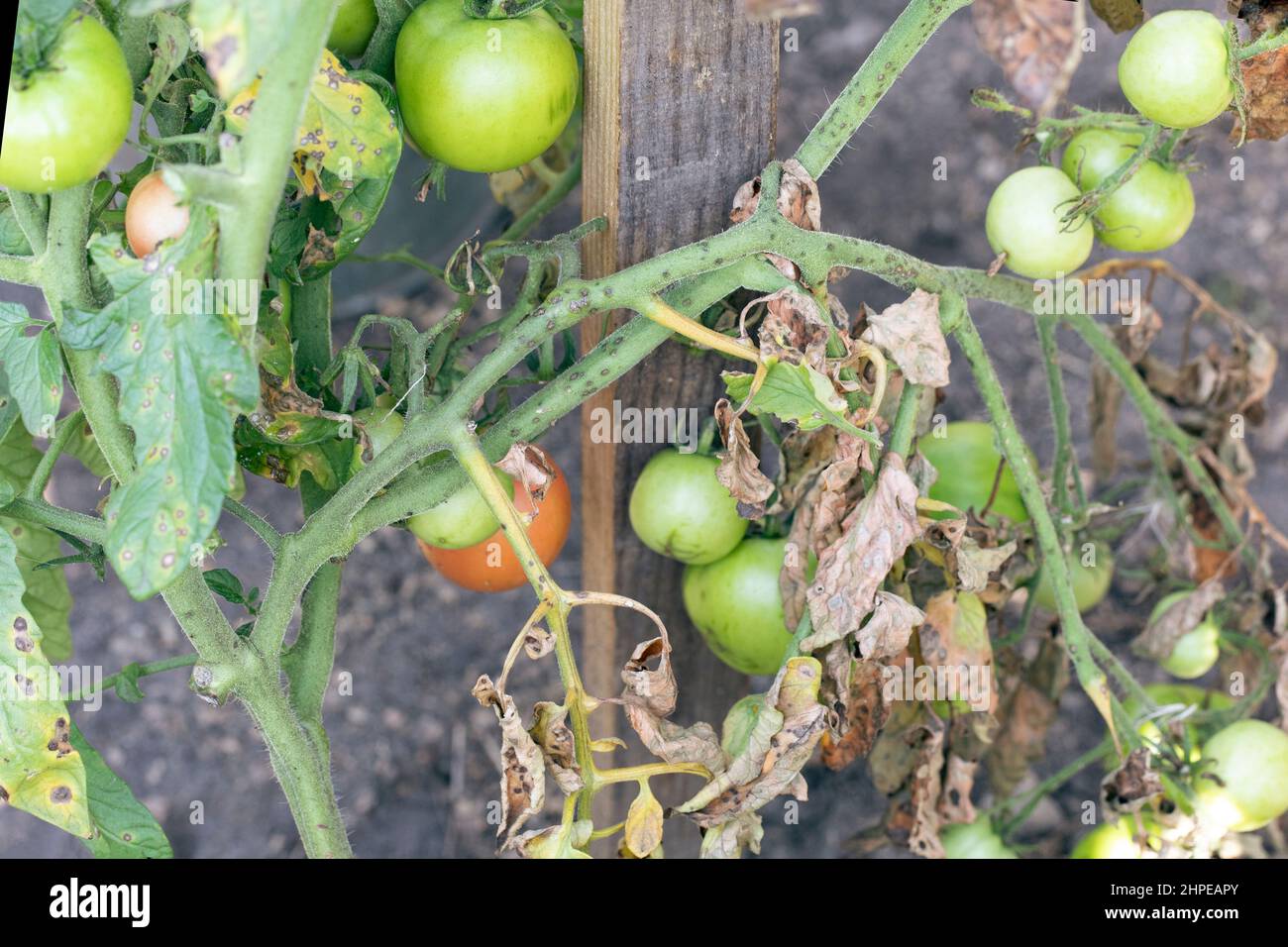 Malattia di Fusarium wilt su pianta di pomodoro. Danneggiato da malattia e pesti di foglie di pomodoro Foto Stock