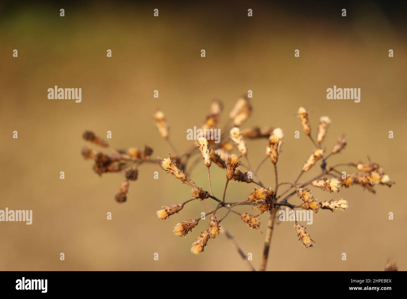 Fiori secchi e semi di Bidens pilosa o mendicks alla luce del sole su sfondo naturale, Bidens secchi su sfondo naturale Foto Stock