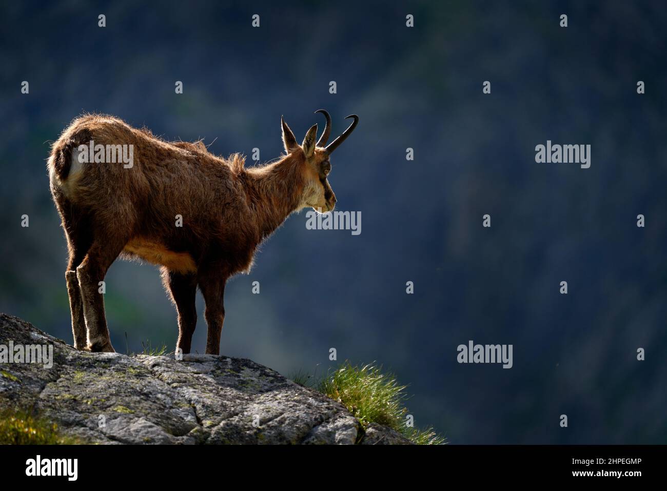 Camosci, Rupicapra rupicapra tatranica, sulla collina rocciosa, pietra sullo sfondo, Vysoke Tatry NP, Slovacchia. Scena faunistica con corno animale, endemica ra Foto Stock