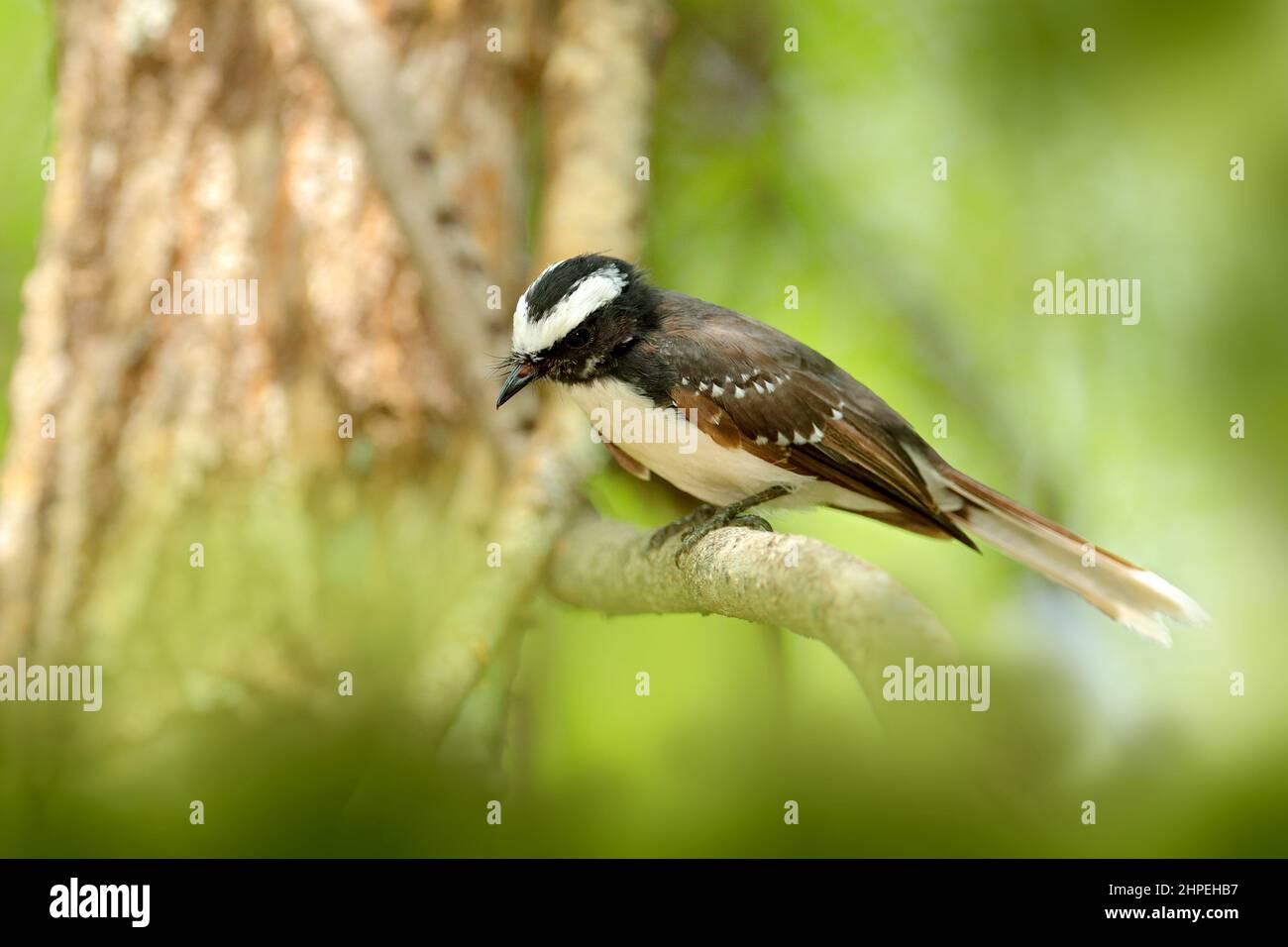 Fantasma dal colore bianco, Rhipidura aureola, piccolo uccello passerino appartenente alla famiglia Rhipiduridaee dello Sri Lanka, Asia. Bird Walk nella foresta natu Foto Stock