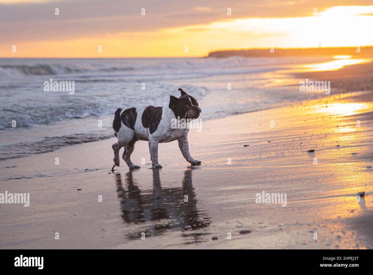 adorabile bulldog francese che gioca sulla riva Foto Stock