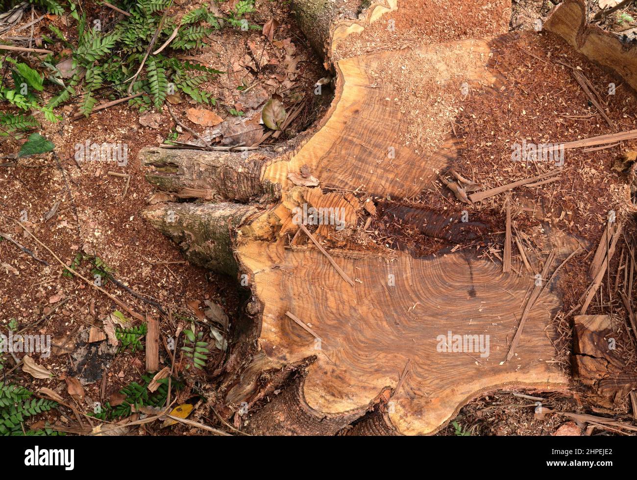 Vista dall'alto di un grande ceppo di alberi di un albero di legno di Nandu (Pericopsis Mooniana) Foto Stock