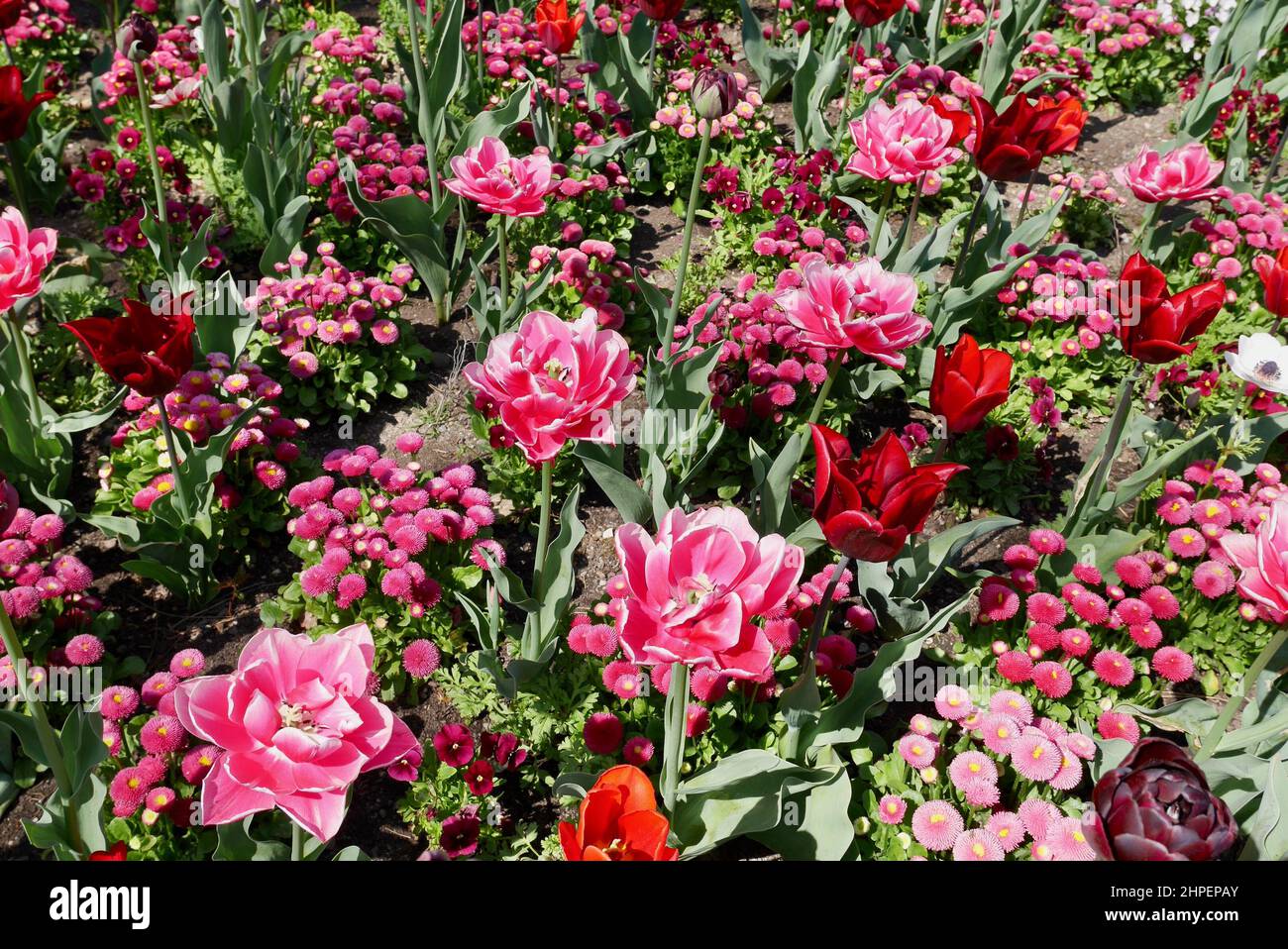 Campo di tulipani colorati e altri fiori in primavera, rosa e viola fiori. Foto di alta qualità Foto Stock