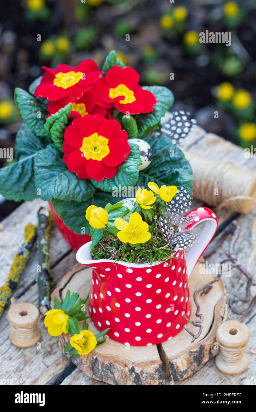 decorazione floreale primaverile con aconite invernale in lattina di latte e primrose rosse Foto Stock