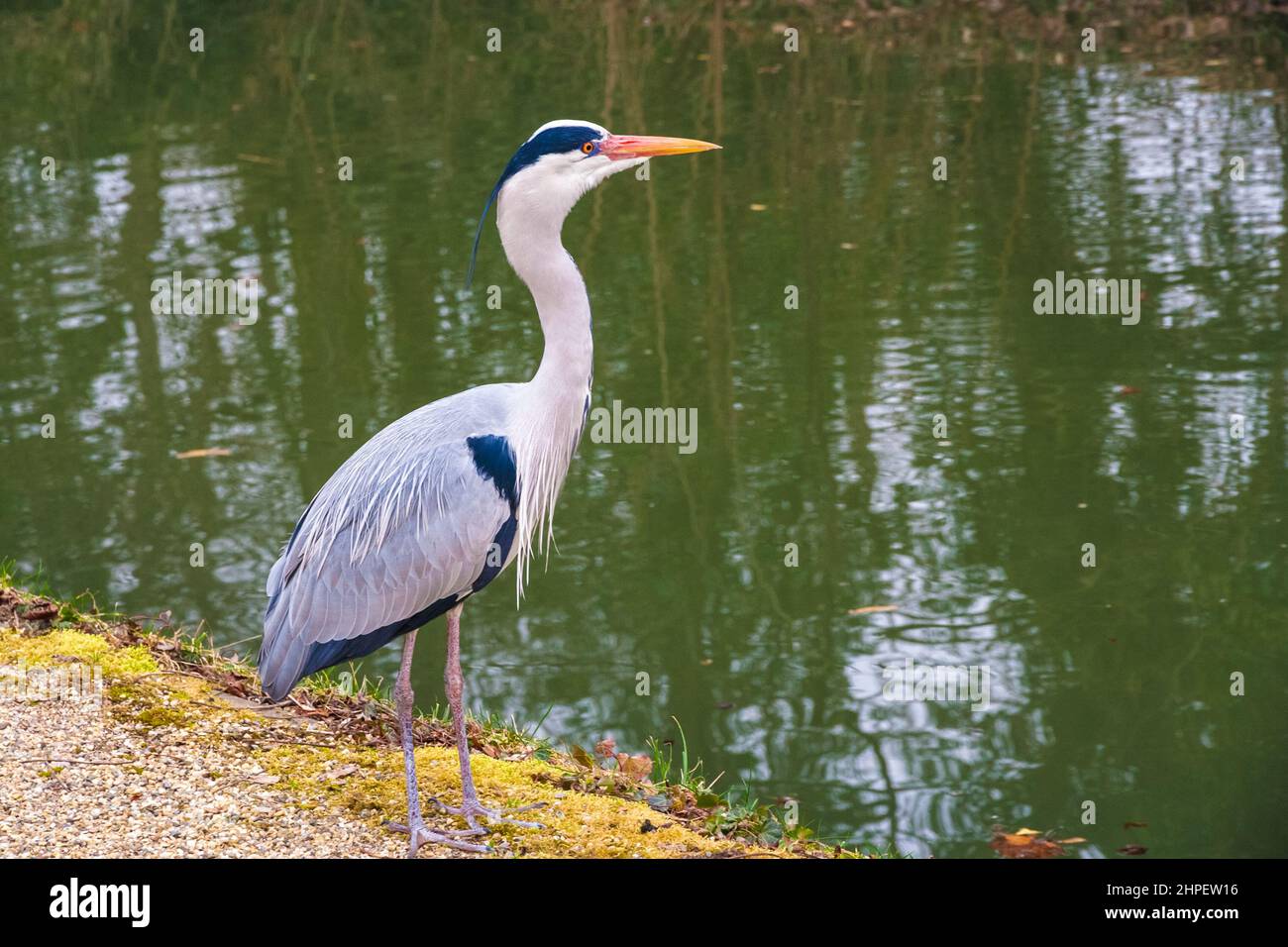 Grande vista ravvicinata di un airone grigio (Ardea cinerea), un uccello da guado a zampe della famiglia degli airone, Ardeidae, visto nel giardino del... Foto Stock