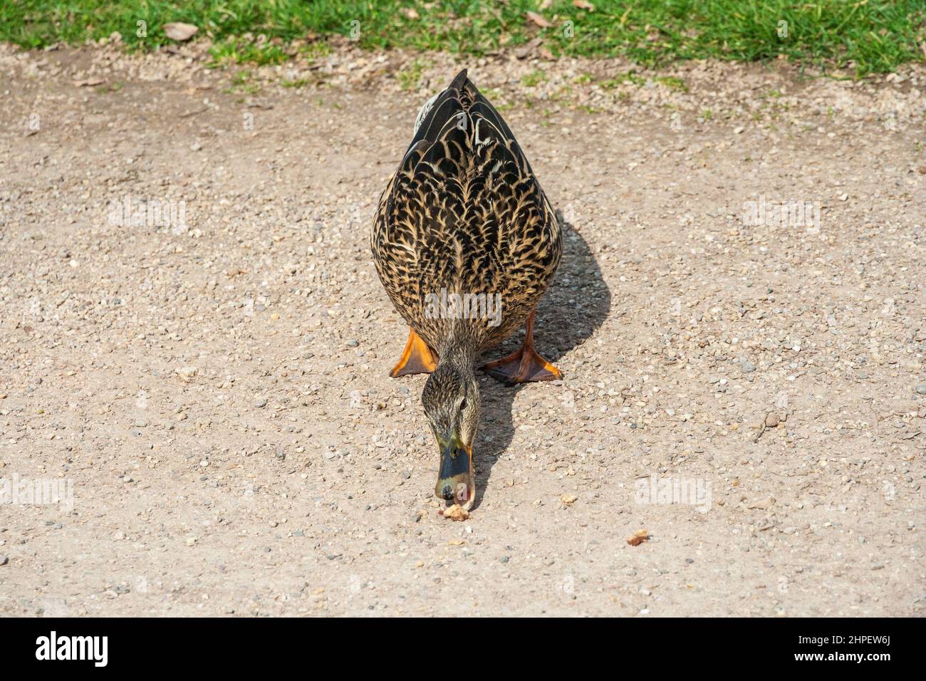 Bella vista ravvicinata di un mallardo femmina o anatra selvaggia (Anas platyrhynchos), un dabbling anatra mangiare pane su un passaggio nel giardino barocco del... Foto Stock