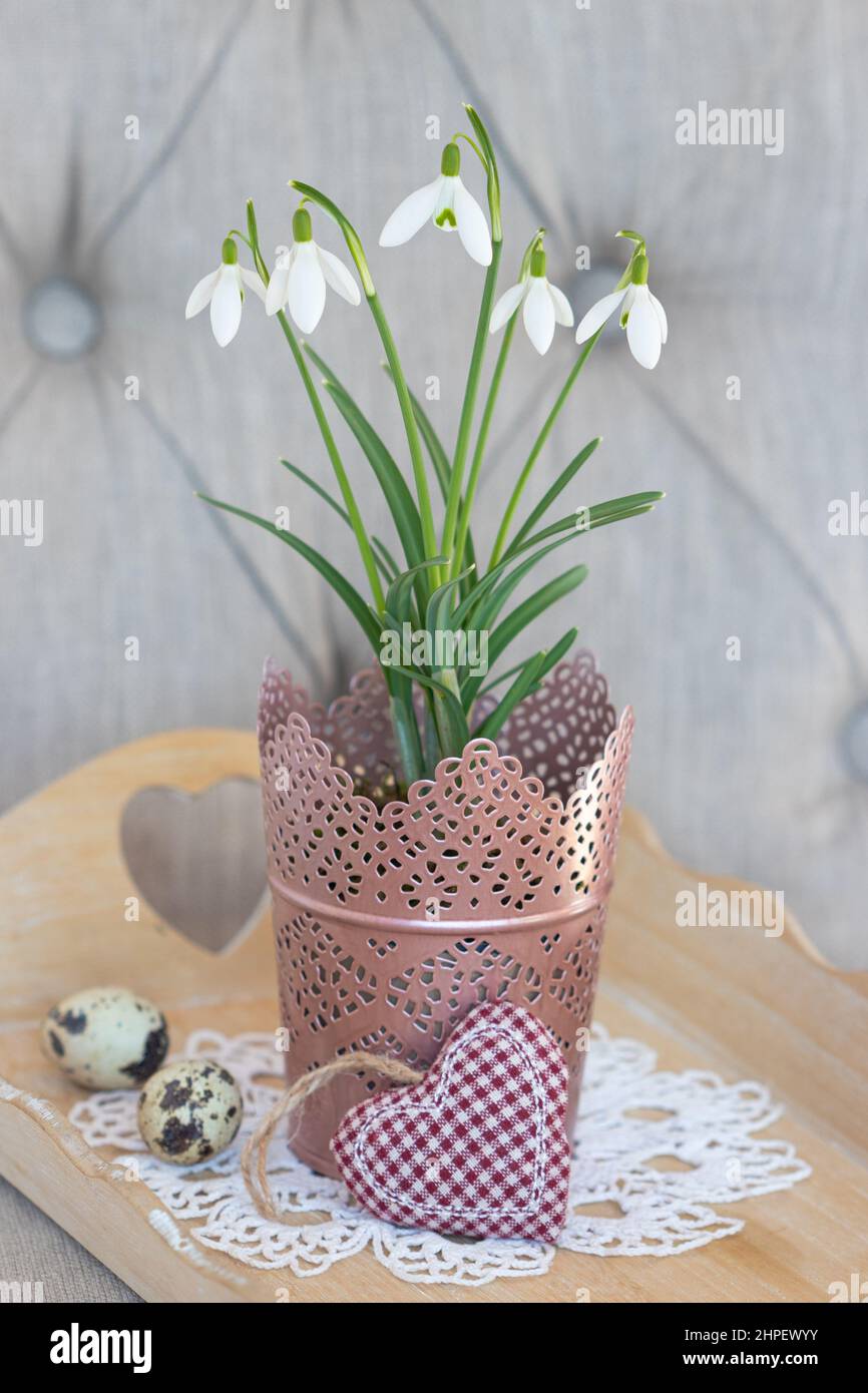 gocce di neve in vaso come decorazione floreale primavera Foto Stock