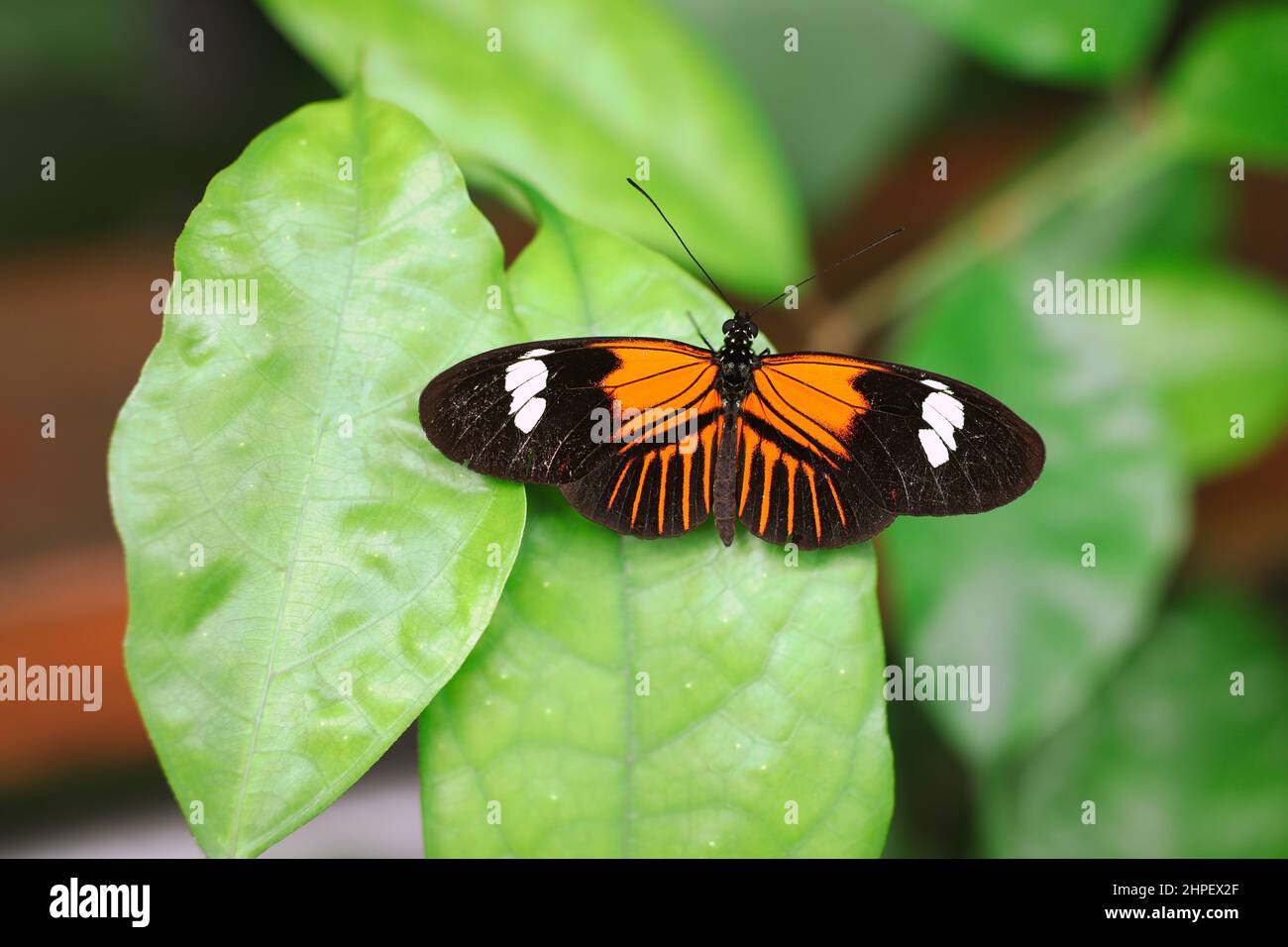 Vista dorsale della farfalla di Postman sulla foglia verde. Insetto neotropico Postman comune (Heliconius Melpomene). Foto Stock