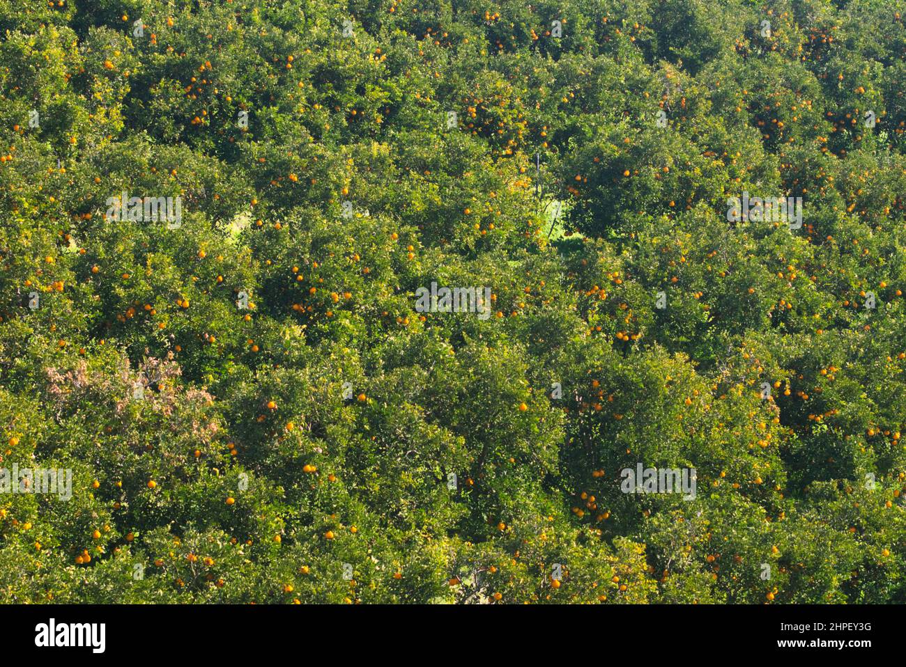 Fattoria Mikan a Uki City, Prefettura di Kumamoto, Giappone Foto Stock