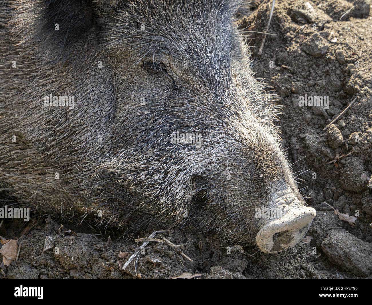 Peste suina cinghiale a Genova città fiume Bisagno Italia fauna selvatica urbana Foto Stock