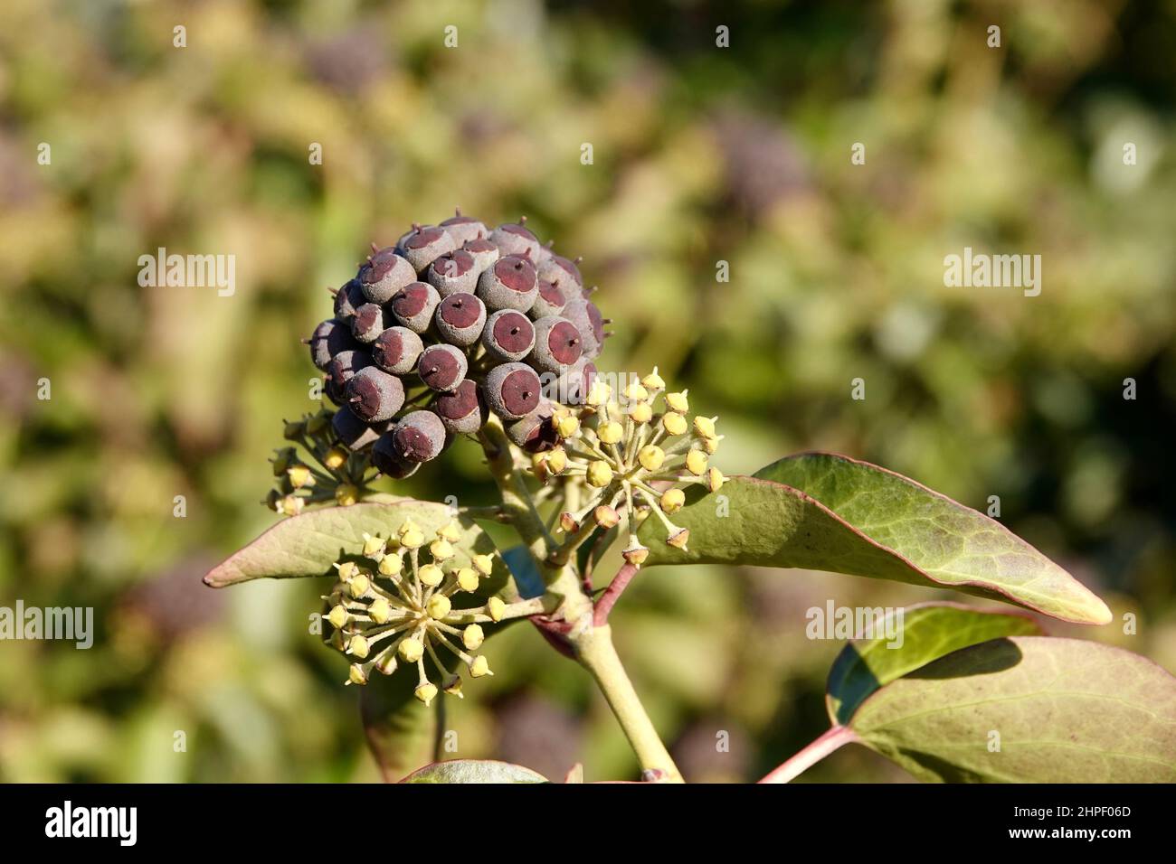 Bacche viola mature di edera comune Foto Stock