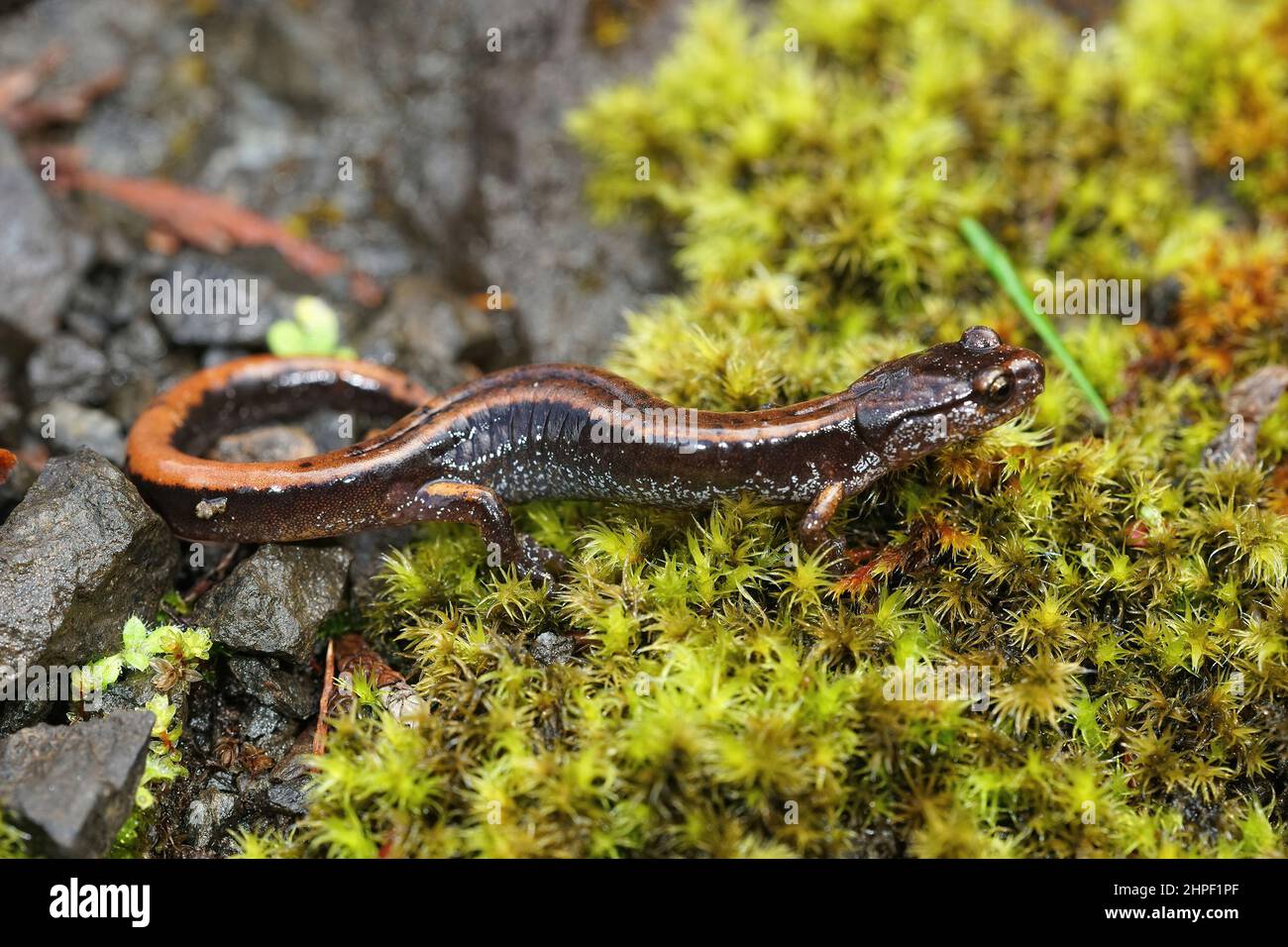 Primo piano della forma gialla del salamander rosso occidentale, Plethodon veiculum Foto Stock