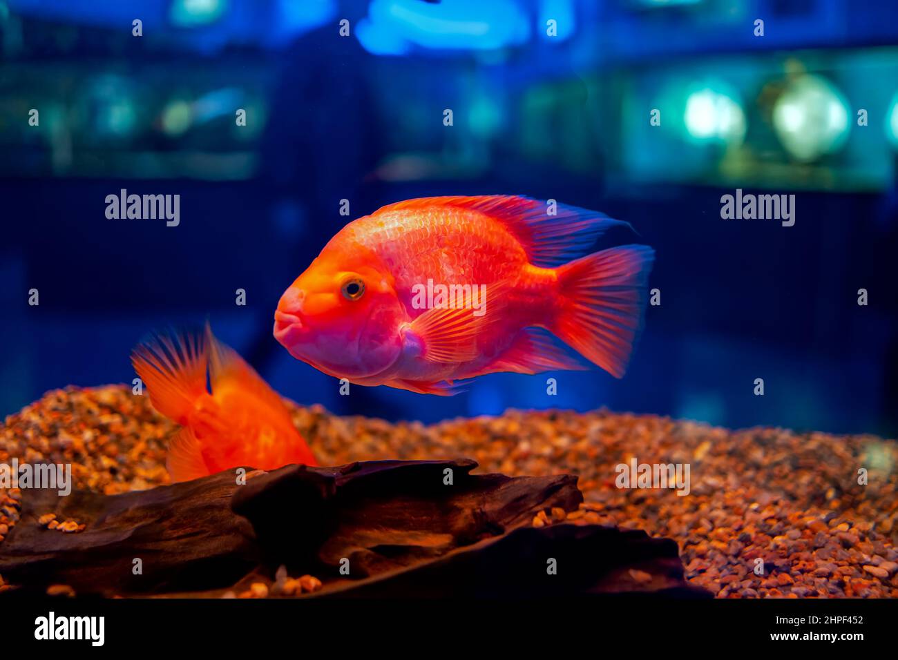 pesci tropicali nell'acquario pesce pappagallo rosso Foto Stock
