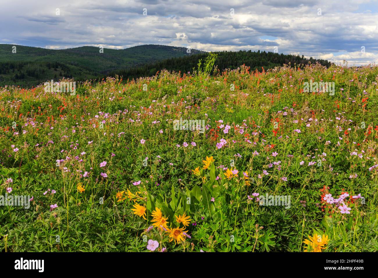 Una profusione di fiori selvatici su una collina nella zona di Soapstone dei Monti Uinta nella Uinta-Wasatch-cache National Forest, Utah, USA. Foto Stock