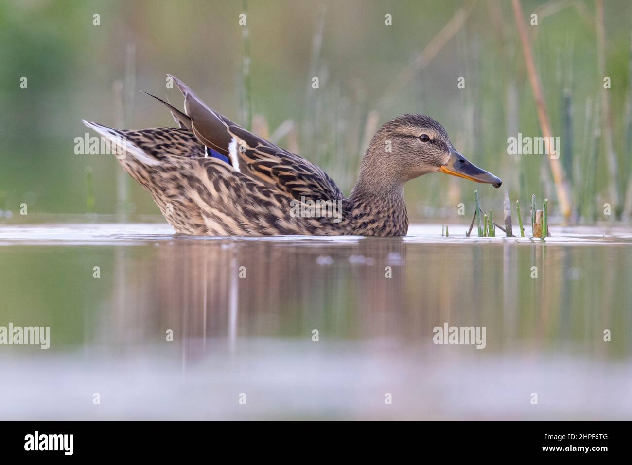 Mallard (Anas platyrhynchos), vista laterale di una donna adulta che nuota in acqua, Campania, Italia Foto Stock