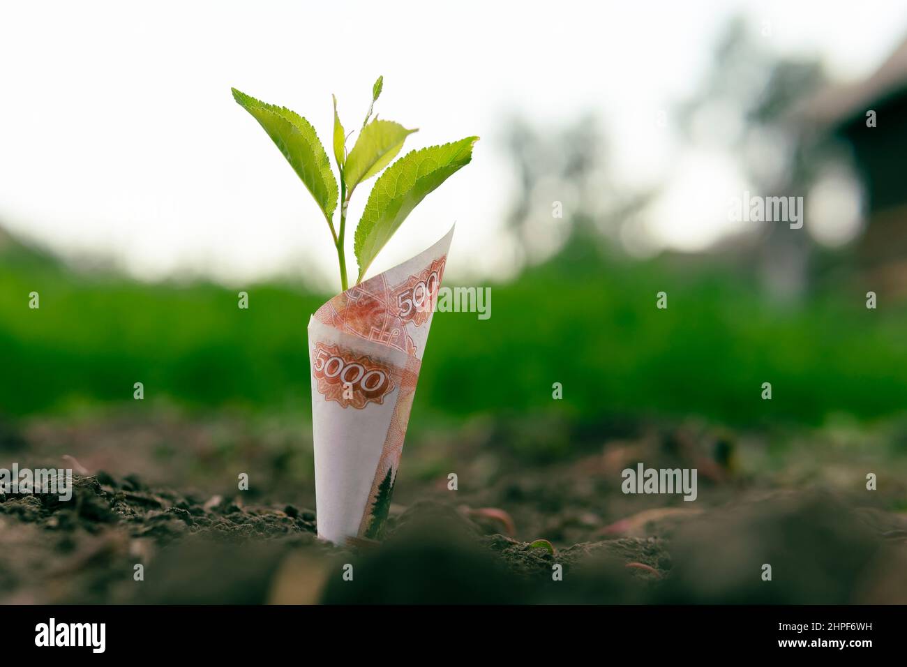 ruble bill è piantato nel terreno. Il concetto di redditività dell'agricoltura, della produzione agricola e dei prodotti ambientali Foto Stock