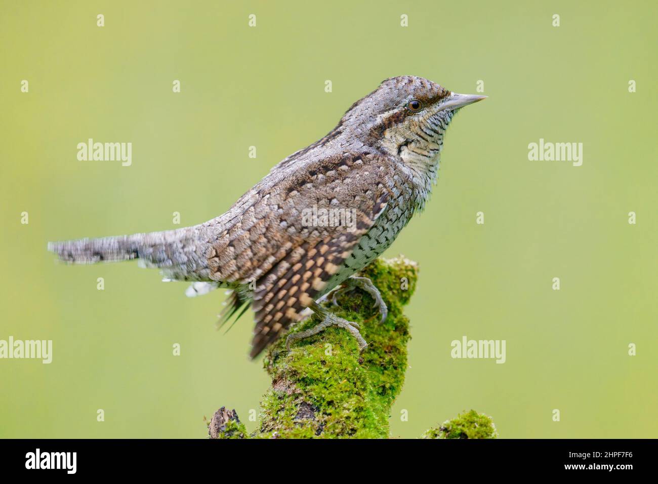 Eurasian Wryneck (Jynx Torquilla), vista laterale di un adulto arroccato su un vecchio ramo, Campania, Italia Foto Stock