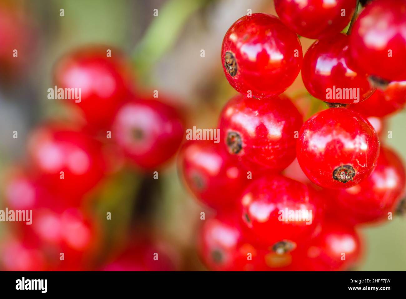 Molti frutti di ribes rosso maturo sui rami dei cespugli, da vicino. Foto Stock