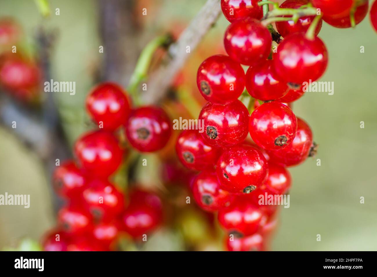 Molti frutti di ribes rosso maturo sui rami dei cespugli, da vicino. Foto Stock