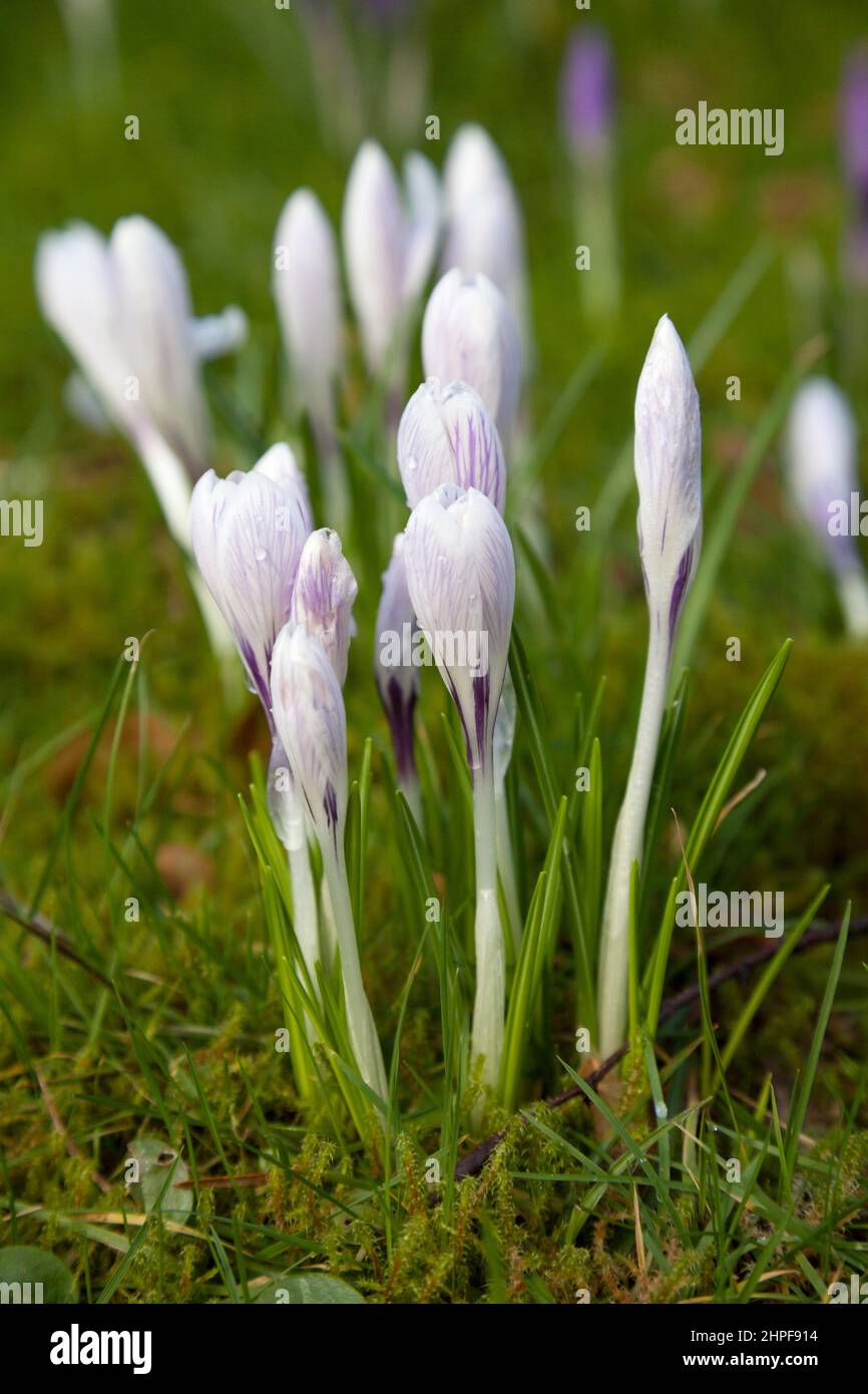 Primavera croco fiorito naturalizzato in erba. Foto Stock