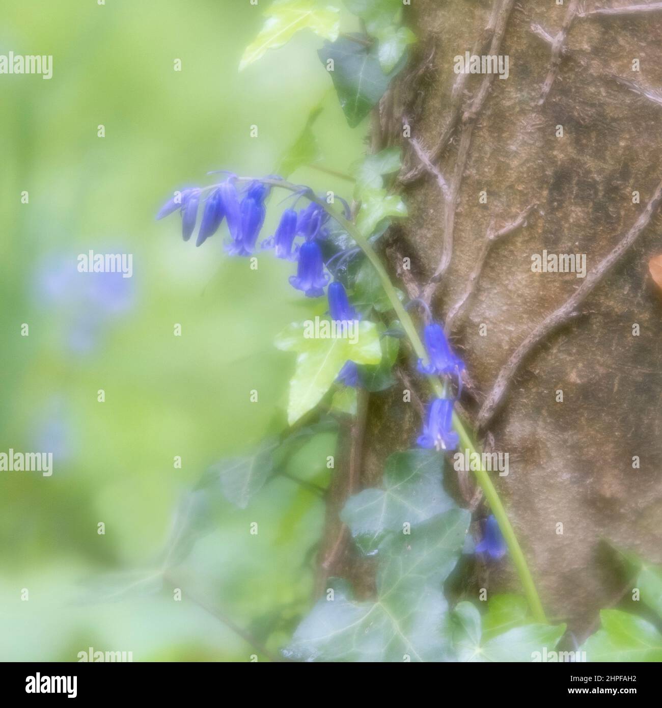 Inglese Bluebell accanto ad un tronco d'albero nei boschi. Foto Stock