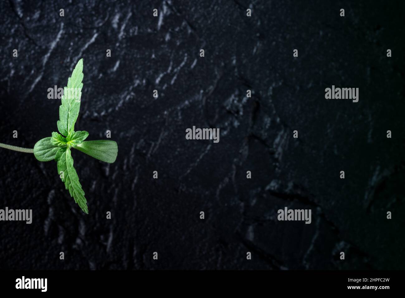 Germoglio vegetale di cannabis su sfondo nero con spazio copia. Coltivazione di marijuana medicinale a casa Foto Stock