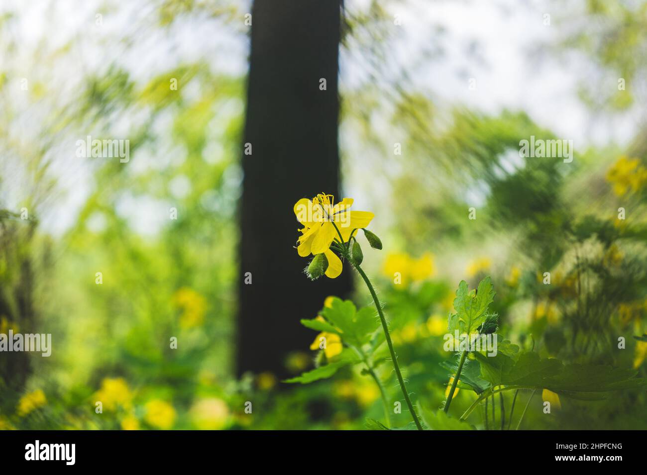 Un fiore giallo nel parco. Fiore giallo primo piano. Fiore giallo con petali larghi Foto Stock