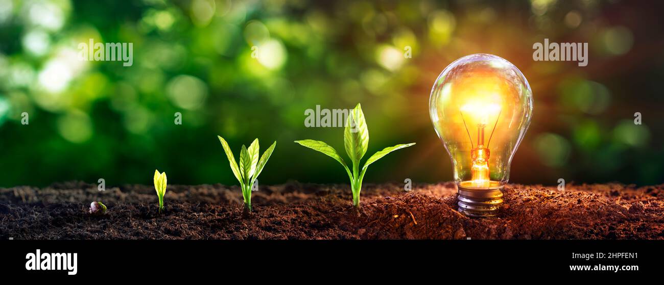 Lampadina a risparmio energetico con piccolo albero - concetto di risparmio energetico - Elettricità Foto Stock