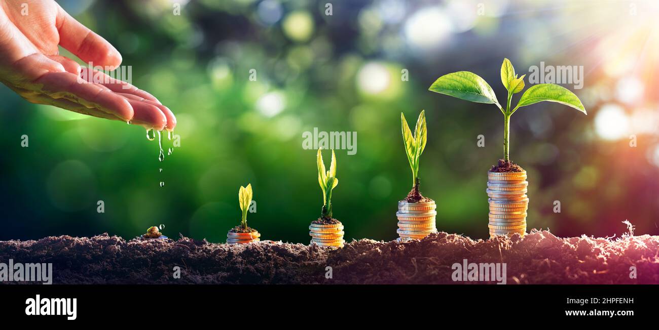 Money Plant - investimento per la crescita finanziaria - concetto di crescita aziendale Foto Stock