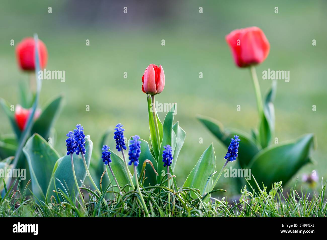 Tulipano rosso con germogli, piante di prato viola che crescono in natura. Piantato in un piccolo fiorito primaverile fiorisce. Spazio di copia sullo sfondo sfocato Foto Stock