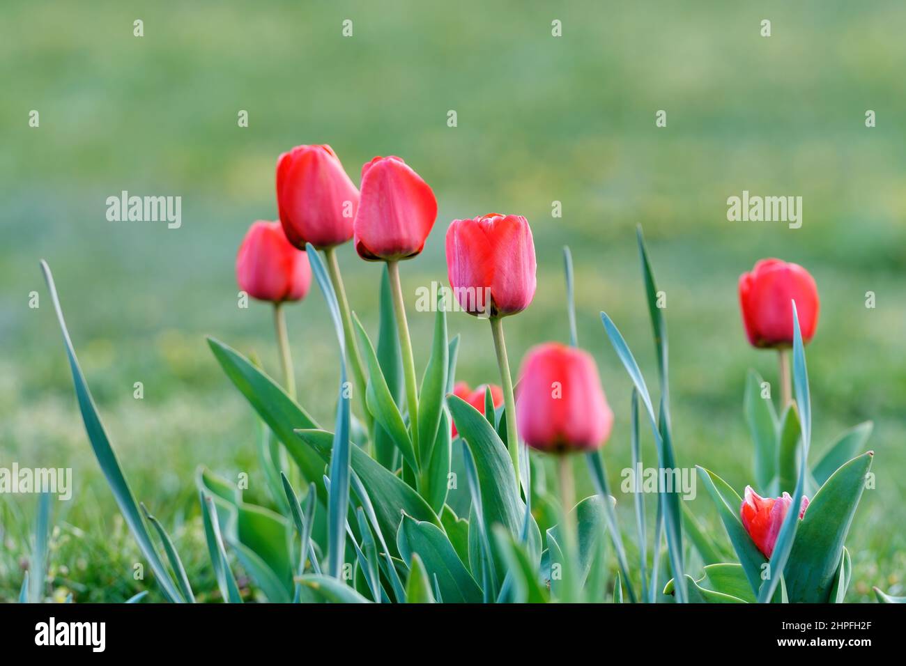 Tulipano rosso con germogli che crescono in natura. Piantato in un flowerbed piccolo. La prima primavera fiorisce. Sfondo naturale sfocato, copia, spazio. Foto Stock