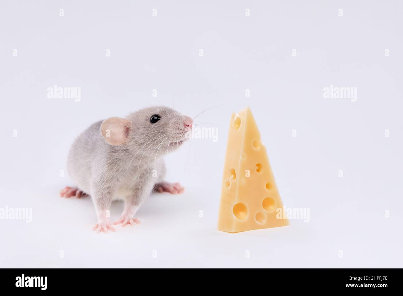 Ratto domestico con formaggio su sfondo chiaro. Carino dumbo bambino. Foto Stock