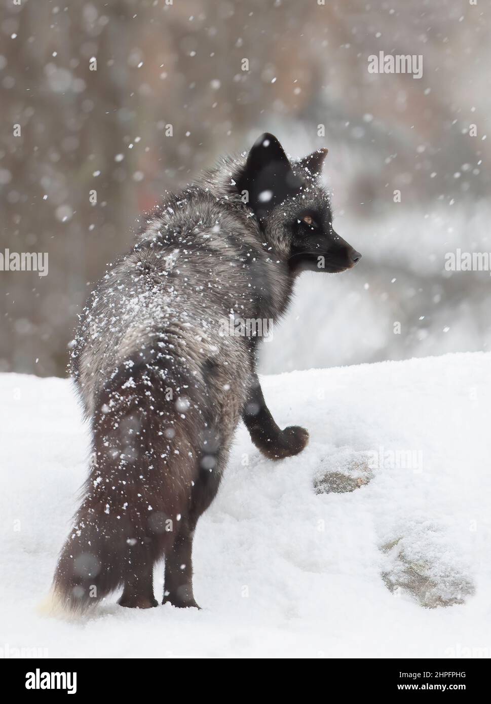 Volpe d'argento (Vulpes vulpes) una forma melanistica della volpe rossa che raccoglie il profumo nella neve Foto Stock