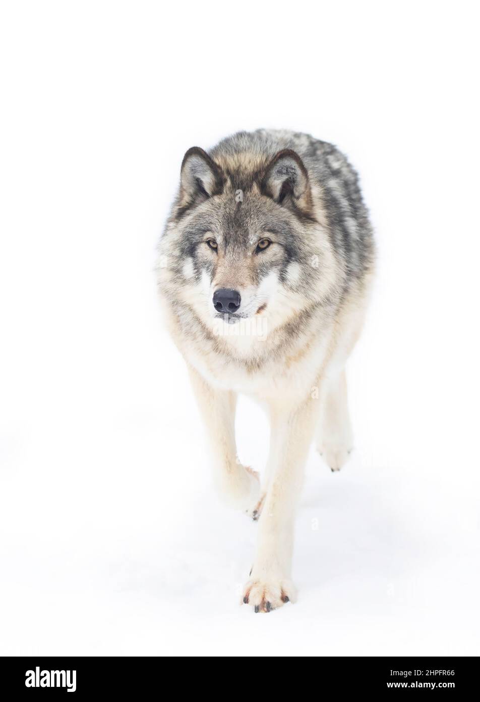 Un lupo di legno solitario o lupus di canis grigio isolato su sfondo bianco camminando nella neve d'inverno in Canada Foto Stock