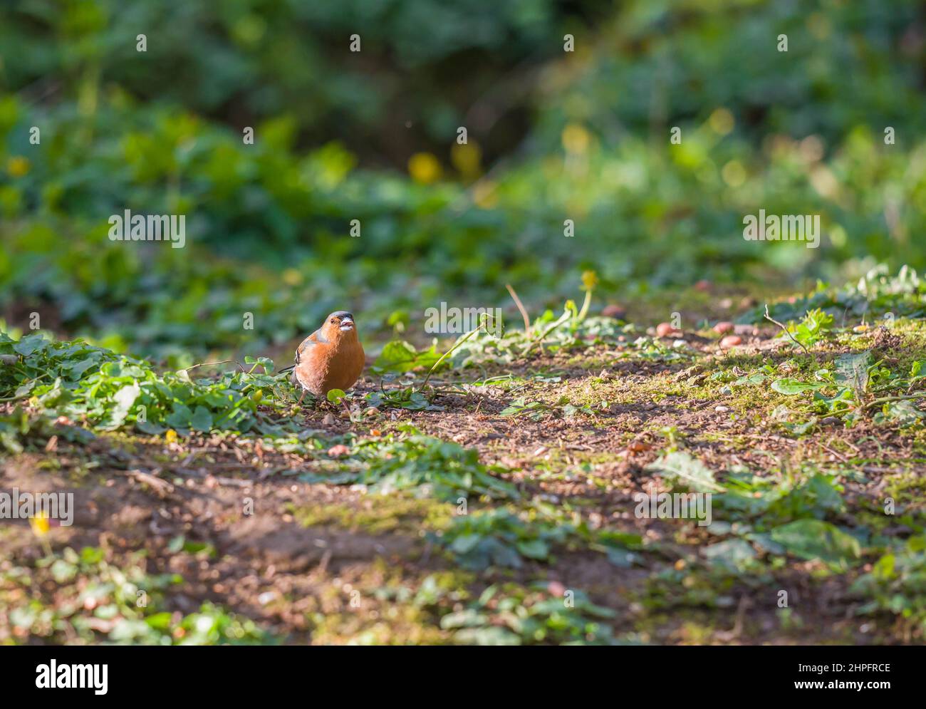 Maschio Chaffinch (Fringilla coelebs) foraggio a terra, Herefordshire Inghilterra Regno Unito. Aprile 2021. Foto Stock