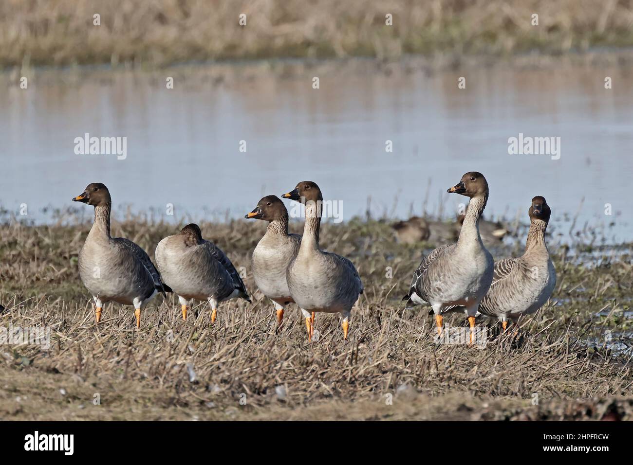 Piccolo gregge di oche di fagioli alla Riserva WWT di Welney Foto Stock