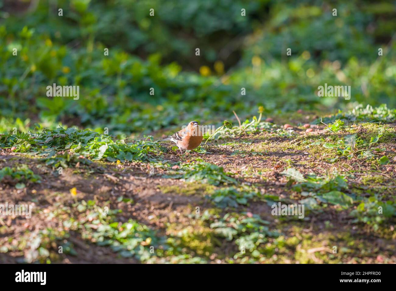 Maschio Chaffinch (Fringilla coelebs) foraggio a terra, Herefordshire Inghilterra Regno Unito. Aprile 2021. Foto Stock