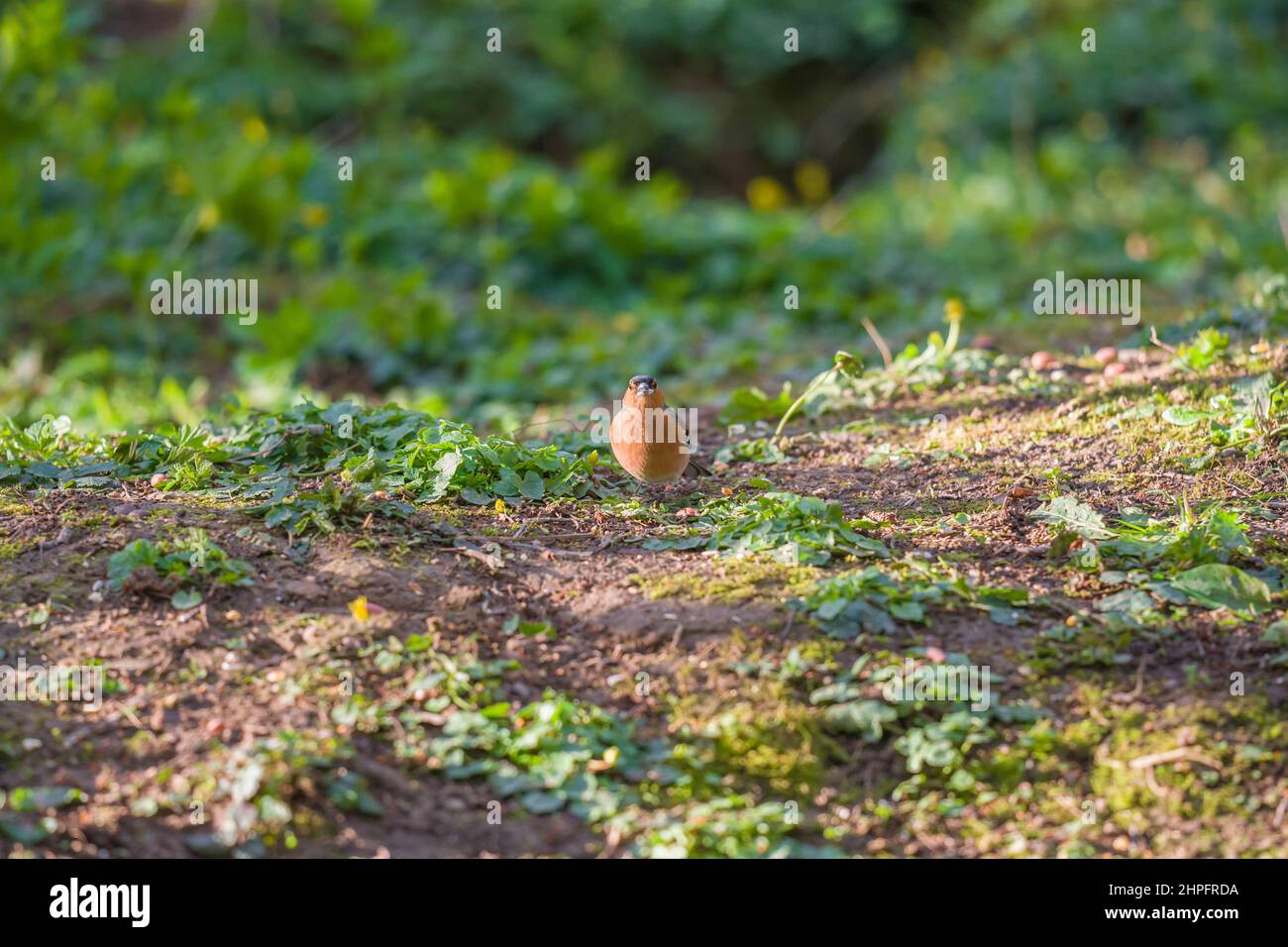 Maschio Chaffinch (Fringilla coelebs) foraggio a terra, Herefordshire Inghilterra Regno Unito. Aprile 2021. Foto Stock