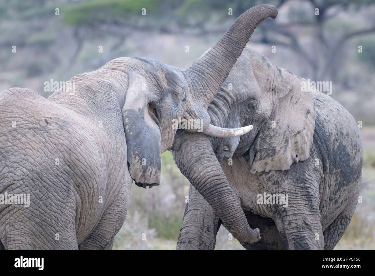 Elefante africano (Loxodonta africana) bull giocare e combattere insieme, Lago Masek, Ngorongoro area di conservazione, Tanzania. Foto Stock