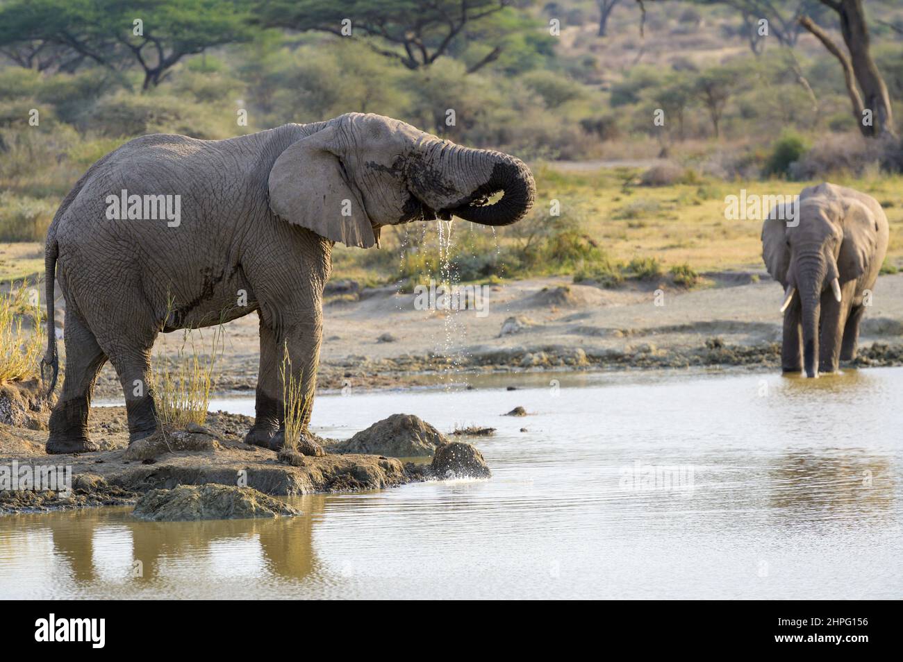 Elefante africano (Loxodonta africana) acqua potabile toro, Lago Masek, Ngorongoro area di conservazione, Tanzania. Foto Stock