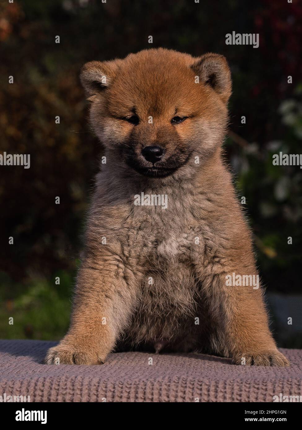 piccoli cuccioli shiba inu Foto Stock