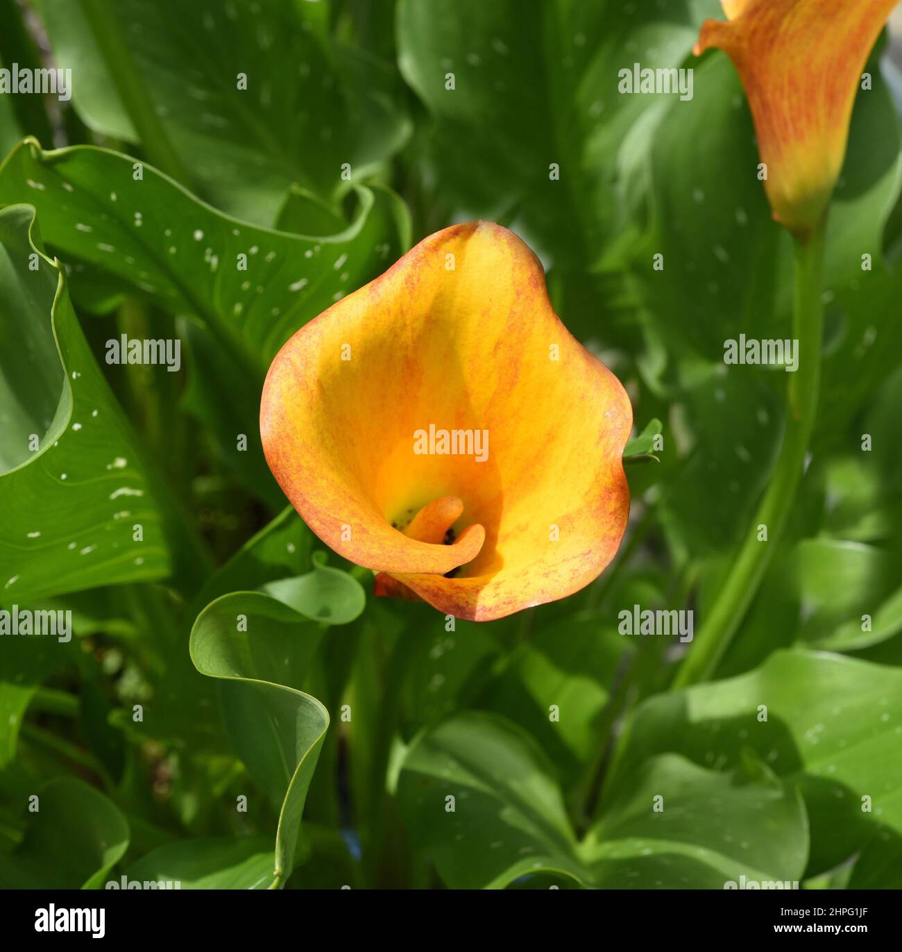 Zantedeschia, auch Zimmercalla genannt, ist eine wunderschoen bluehende Pflanze. Zantedeschia, chiamata anche sala calla, è una bella pianta fiorita Foto Stock Zantedeschia, auch Zimmercalla genannt, ist eine wunderschoen bluehende Pflanze. Zantedeschia, chiamata anche sala calla, è una bella pianta fiorita Foto Stock