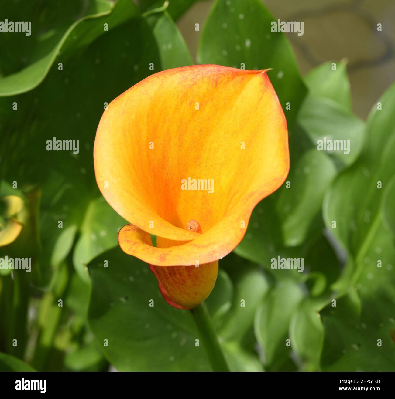 Zantedeschia, auch Zimmercalla genannt, ist eine wunderschoen bluehende Pflanze. Zantedeschia, chiamata anche sala calla, è una bella pianta fiorita Foto Stock Zantedeschia, auch Zimmercalla genannt, ist eine wunderschoen bluehende Pflanze. Zantedeschia, chiamata anche sala calla, è una bella pianta fiorita Foto Stock