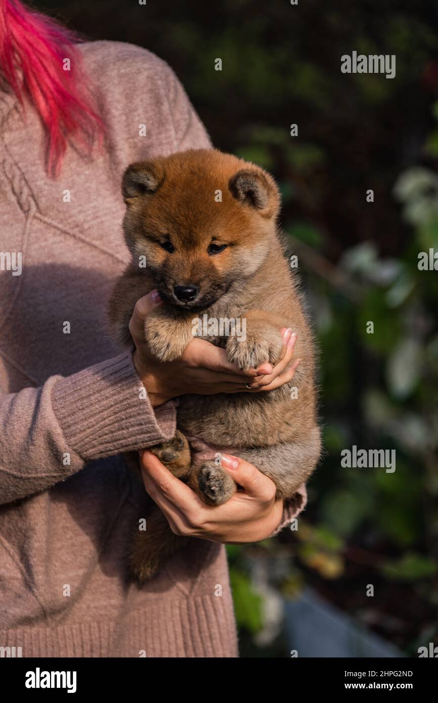 piccoli cuccioli shiba inu Foto Stock