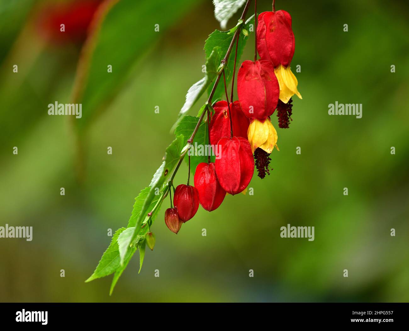 Vista ravvicinata del fiore rosso e giallo abutilone trainato (Abutilon megapotamicum). Brasile Foto Stock