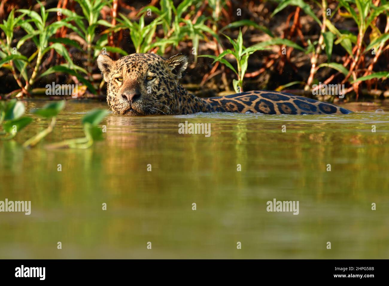 Jaguar (Panthera onca) nuoto nel fiume Cuiabá, Pantanal, Mato Grosso, Brasile Foto Stock