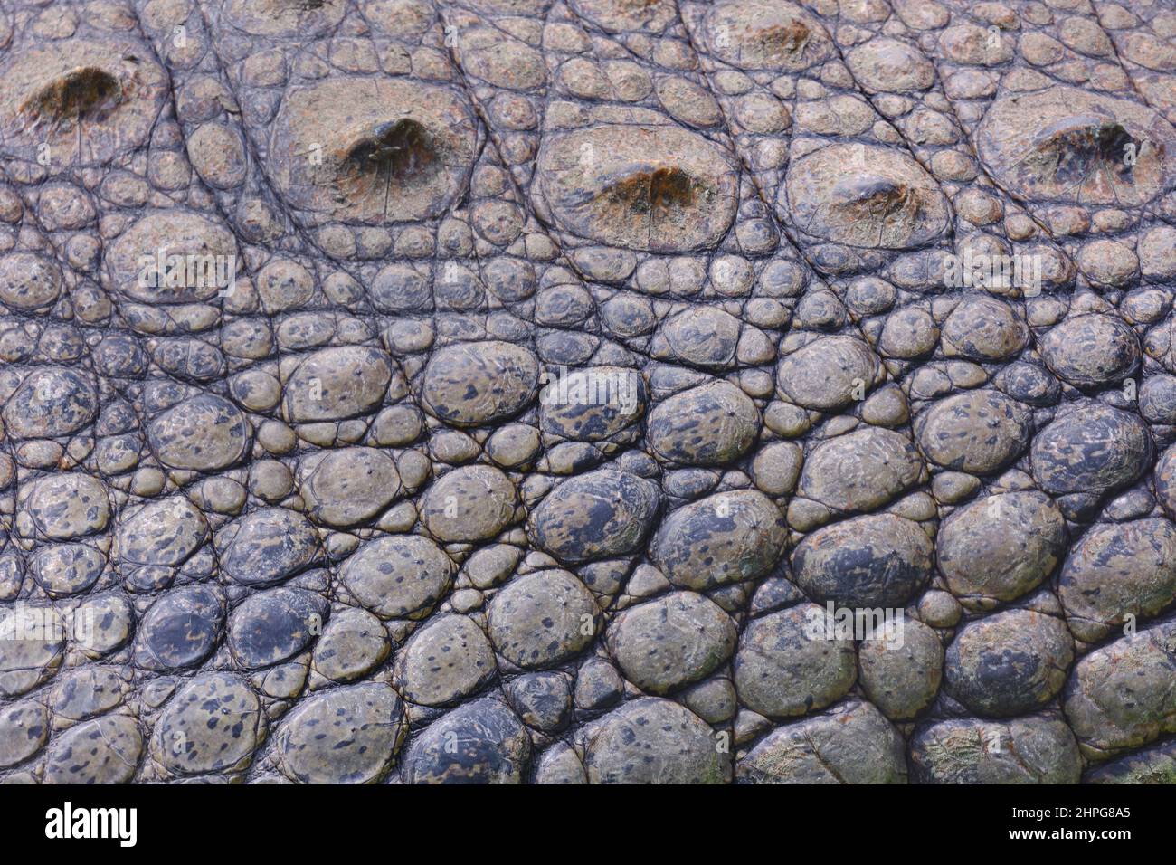 Tumbes coccodrillo (Crocodylus acutus), dettaglio della pelle spessa che forma i modelli e una particolare texture molto bella. Foto Stock
