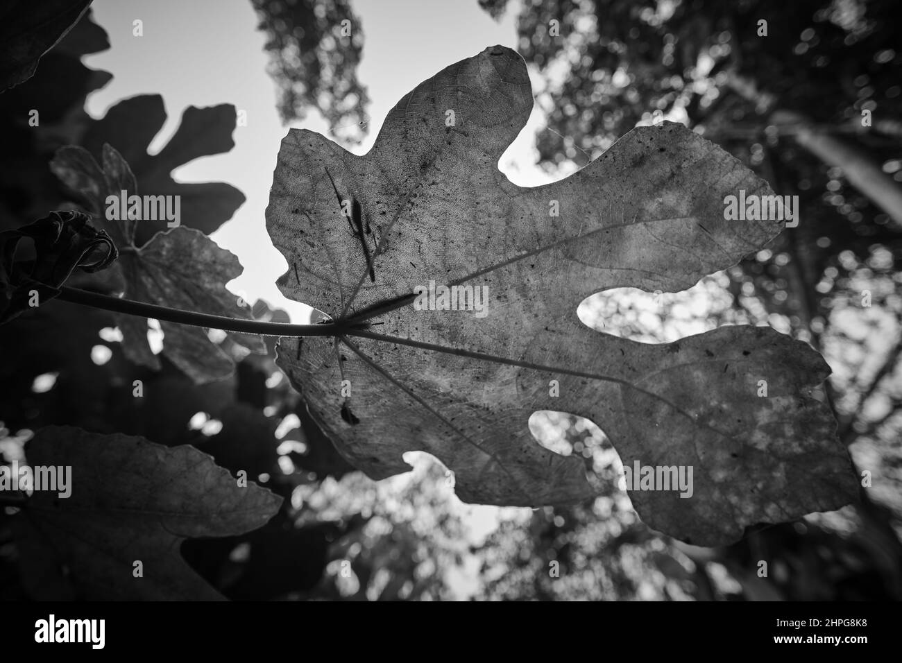 Foglia di pianta di Fig (Ficus sp) in bianco e nero, una vista concettuale. Foto Stock